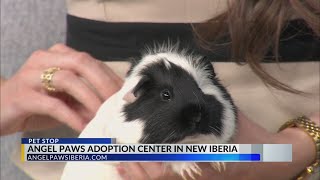Pet Stop: Two guinea pigs looking for their forever home with Angel Paws