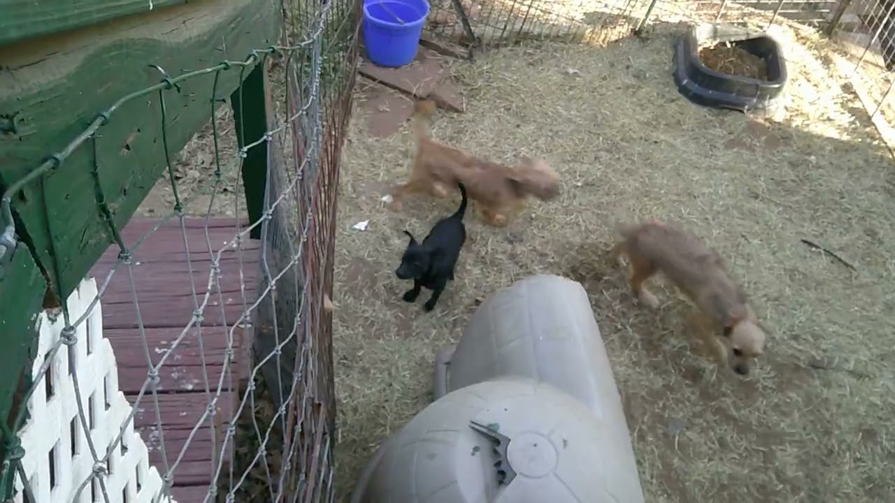 Rocky, a ADOPTABLE mixed breed in Olympia, WA video 3/3