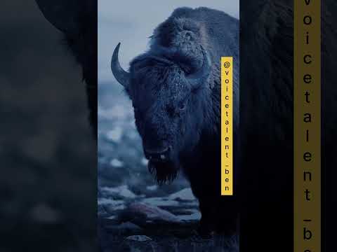 BERNARD CAMPBELL Trailer On JUNGLE