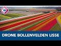 Drone Flight | Lisse | Bollenvelden | Tulip Fields | OMROEP WEST