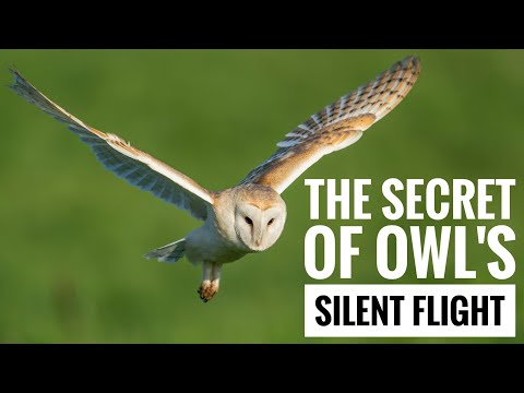 The Secret Behind Owl's Silent Flight!