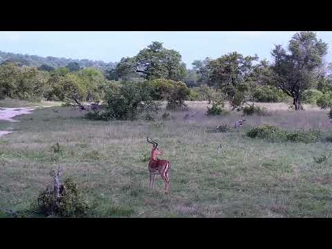 Djuma: Impala rams with Oxpeckers - 14:19 - 11/13/2022