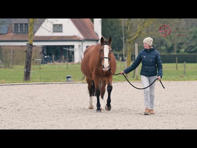 LANDGRAVIN VD DONKHOEVE
