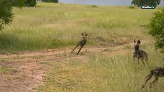 Download lagu Nature’s alarm! Wild dogs barking at lions mp3