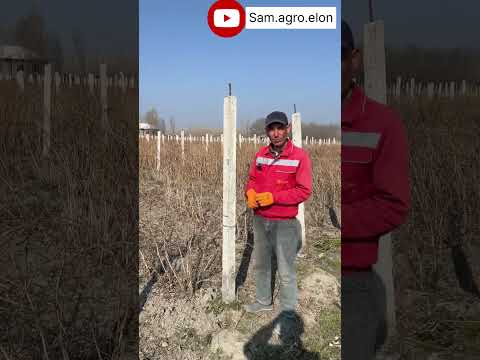 Malina ko’chati sotuvda , foydali maslaxatlar