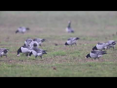 Nonnengänse am Niederrhein