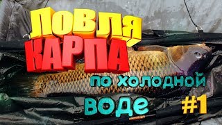 Как ловить карася карпа в начале лета