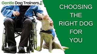 Looking For An Assistance Dog: Guide For Those With Disabilities