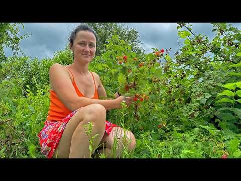 A beautiful girl collects vegetables and raspberries in a short skirt. Quiet life in the village