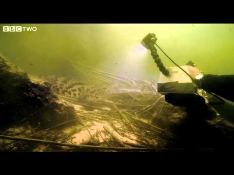 Underwater Encounter with the Nile Crocodile - Swimming with Crocodiles - Episode 1 - BBC