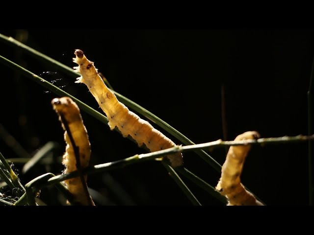 Video Aussprache von kalabrien in Deutsch