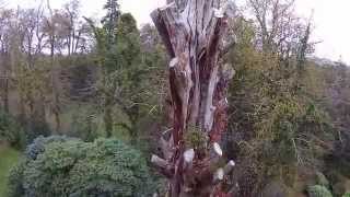 preview picture of video 'Kilmacurragh Arboretum'