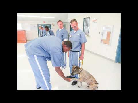 Schmill - Pawsitive Direction Program, an adopted Pit Bull Terrier Mix in Loxahatchee, FL_image-1