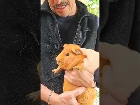 el cuy en Boyacá #miraflores #colombia #datoscurisos #nature #gastronomia