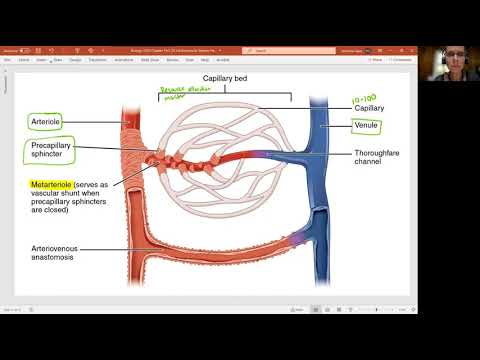 Biology 2020 Chapter 20 The Cardiovascular System:  Capillary Bed (Video 12)