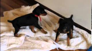 preview picture of video 'Zeus/Taucha puppies January 2015'