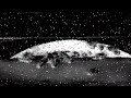 Nirvana Love Buzz Fan Made Music Video