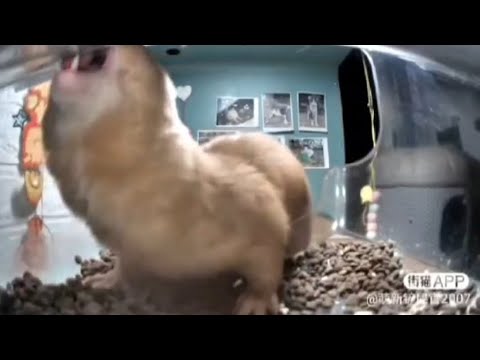 Mutant Mr. Fresh😼