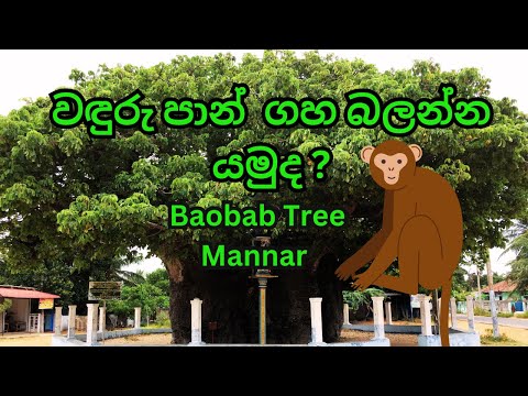 Baobab Tree Mannar Sri Lanka