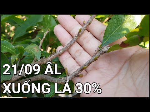 🔴 QBS22284 - THỜI ĐIỂM TÚT LÁ CHO CÂY MAI VÀNG MIỀN BẮC | TÚT BỚT LÁ CHO CÂY MAI VÀNG MIỀN BẮC 30%