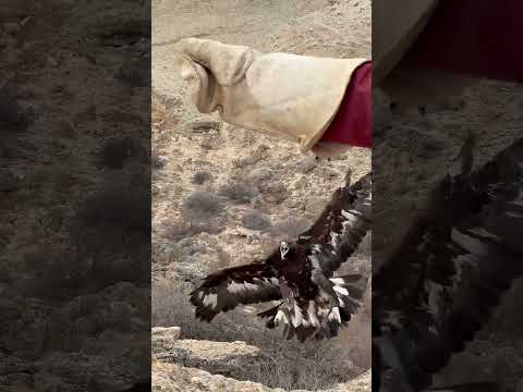 Eagle and His Caring Owner 🦅❤️