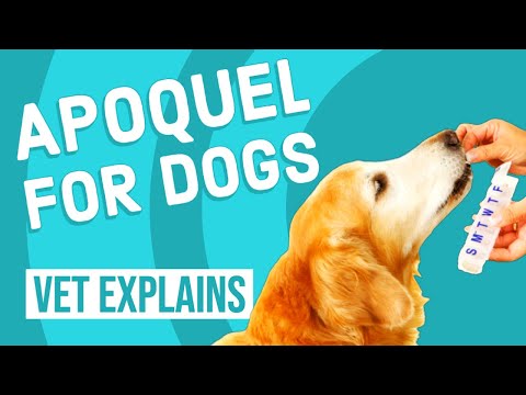 Apoquel Oclacitinib Tablets For Dogs