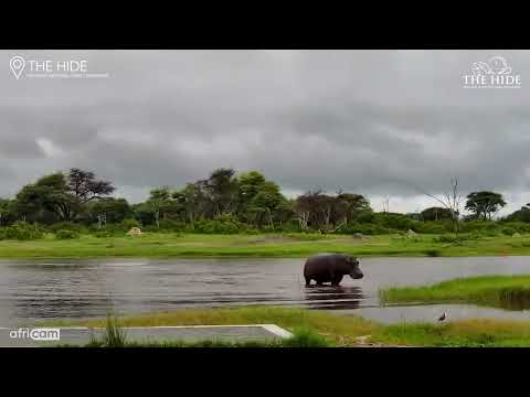 Hippo Rescues an Impala Lamb from Wild Dogs