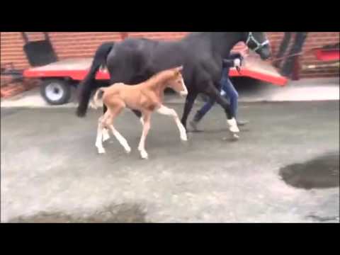 *2016 Stutfohlen von Le Vivaldi - Lugato (2 Tage alt)