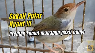 Download lagu 🔴 SEKALI PUTAR NYAUT‼️ PANCINGAN PRENJAK LUMUT GACOR NEMBAK NGAMUK NGOTOT EMOSI #prenjaklumutgacor mp3