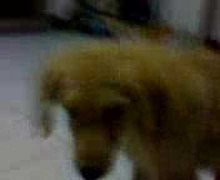 น้องหมา