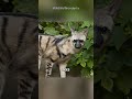 This “Hyena” Doesn’t Hunt—It Eats 300,000 Termites a Night! 😱 Aardwolf