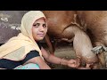 Women HF Cow Milking