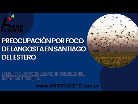 Preocupación por foco de langosta en Santiago del Estero