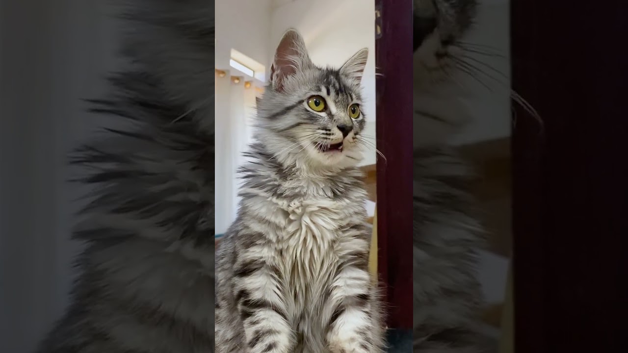 Content Creator - VIDEO TIKTOK ATAU REELS VIRAL HARUS FYP - 2