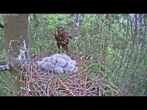 23/05/2015  19:36  Mihkel with mouse, swallowed in whole