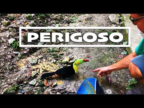 WE WERE ATTACKED BY A TOUCAN YAXHÁ ARCHAEOLOGICAL SITE T06EP34