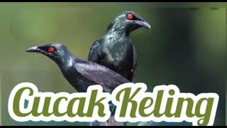 Download lagu Cucak  Keling Gacor untuk PanciNgan dan pikat mp3