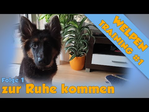 Welpen Ruhe / alleine bleiben beibringen - (3 Möglichkeiten für jeden Hund)  Welpentrainingsplan #1