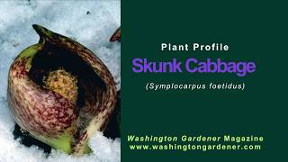 Skunk Cabbage Plant Profile