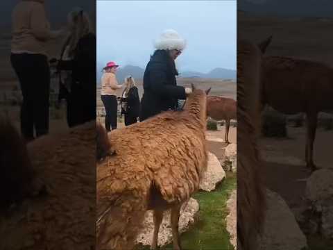 Experiencia en Ancestral #cusco #urubamba #viajes #enbuscadelosmejoresprecios #perú #viralshort