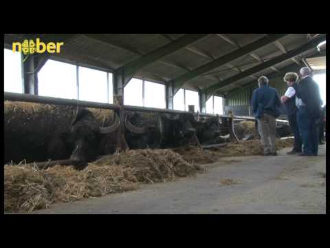 download lagu mp3 mp4 Waterbuffel, download lagu Waterbuffel gratis, unduh video klip Waterbuffel