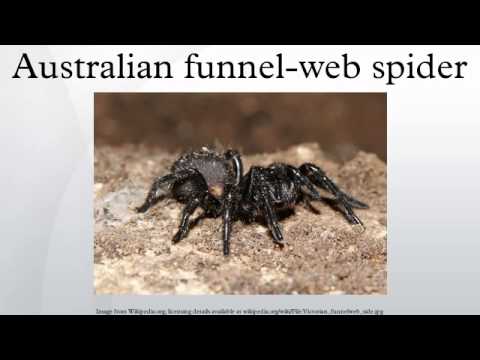 蚊帳蜘蛛 (Australian funnel-web spider)