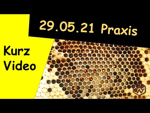 Bienen, Fangwabe einsetzen zur Varroabekämpfung ohne Chemie