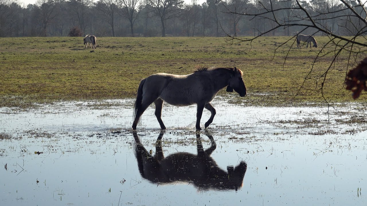 Film De Liereman thumbnail