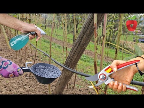 Sada pripremite malinu za zimu - orezivanje, vezanje i zaštita maline