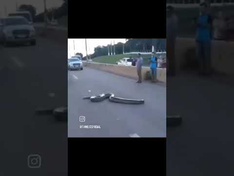 A destruição do espaço natural dos animais acaba fazendo com que eles invadam o espaço urbano.