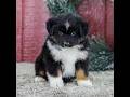 Miniature Australian Shepherd dogs for sale: Carly - Video 1