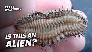 Alien Creatures That Live Among Us