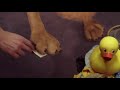 Scooby Doo Wiggles Toes 11111111111111111111111111111111111