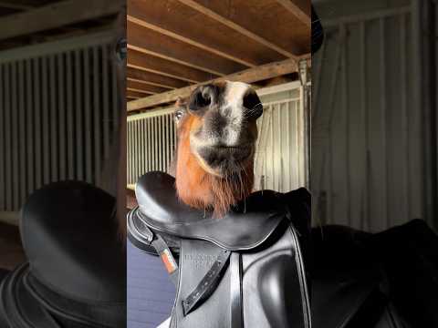 Uh... what's Silvia doing here? 😂🐴